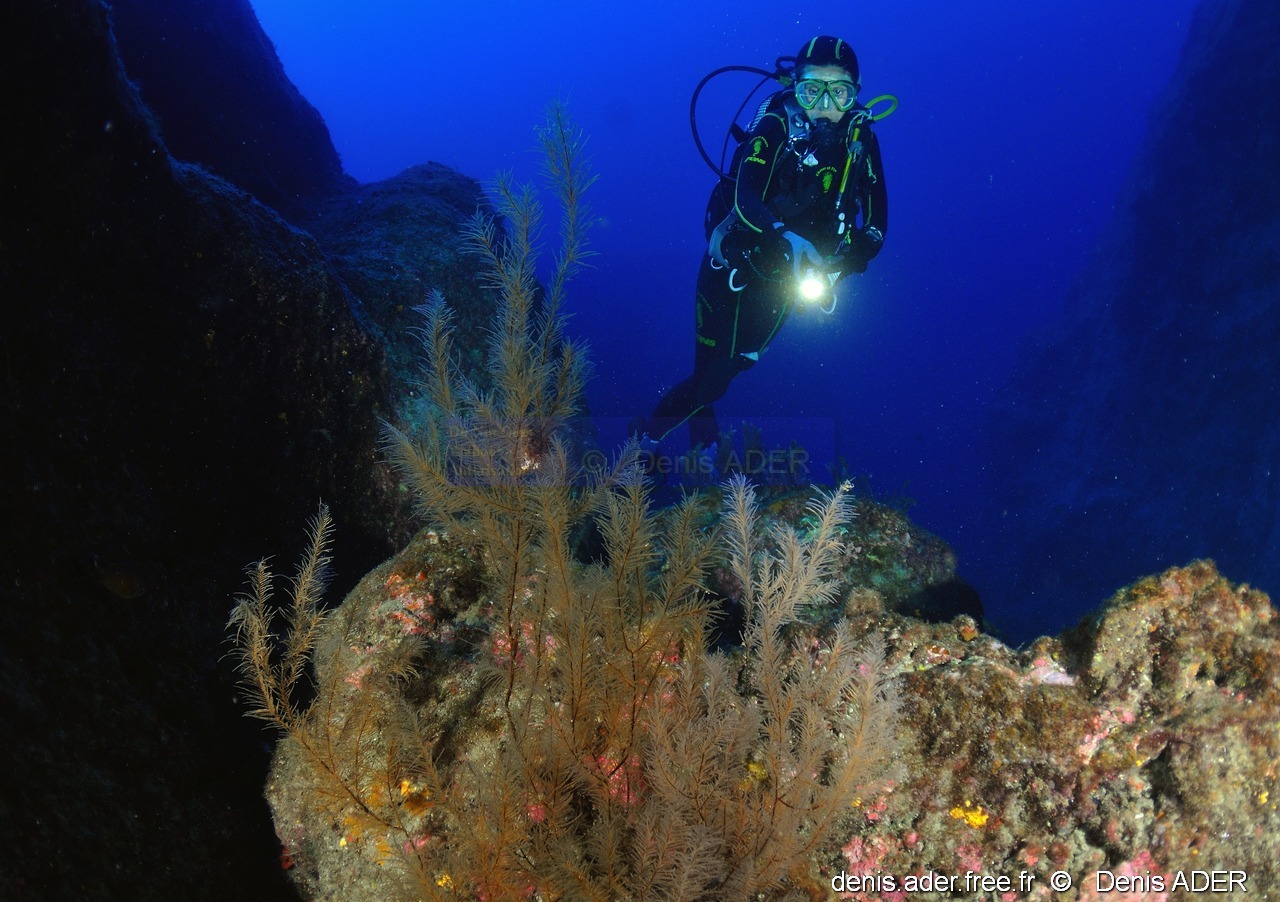 Antipathes wollastoni Corail noir-Acores St Maria Pedri mha-34m-20170822-Denis-ADER-DSC_9969_tn_tn.jpg